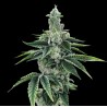 RECON 2.0 · DNA Genetics · cannabis seeds · Fem