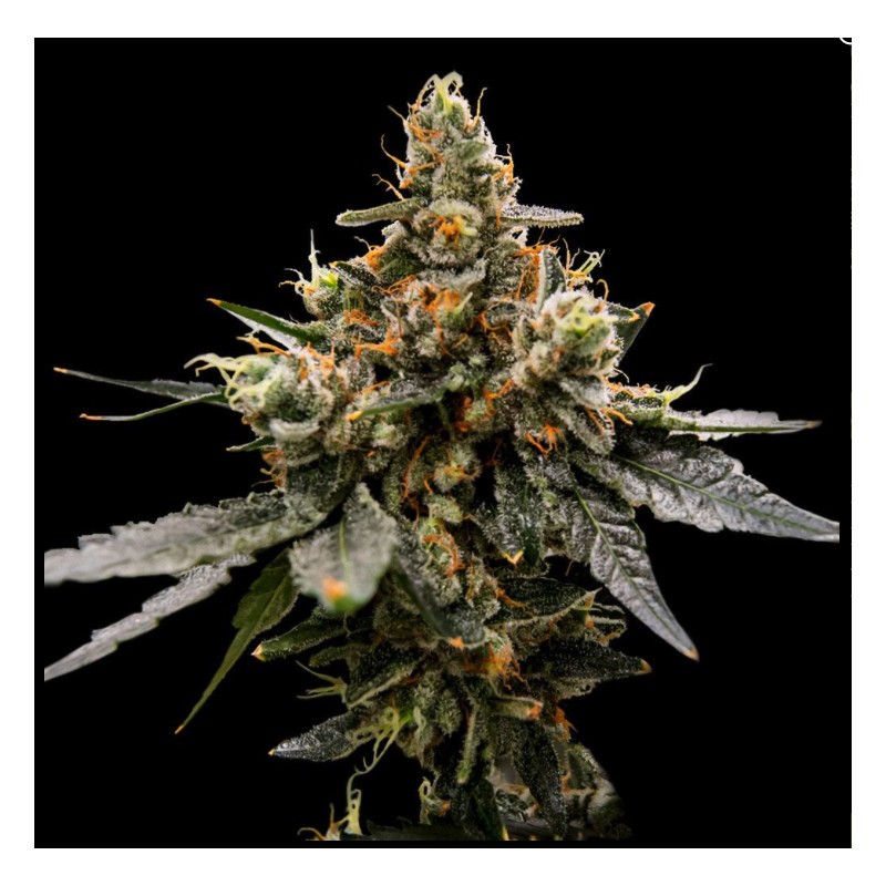 GAZ MONEY · DNA Genetics · cannabis seeds · Fem