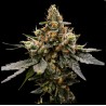 GAZ MONEY · DNA Genetics · cannabis seeds · Fem