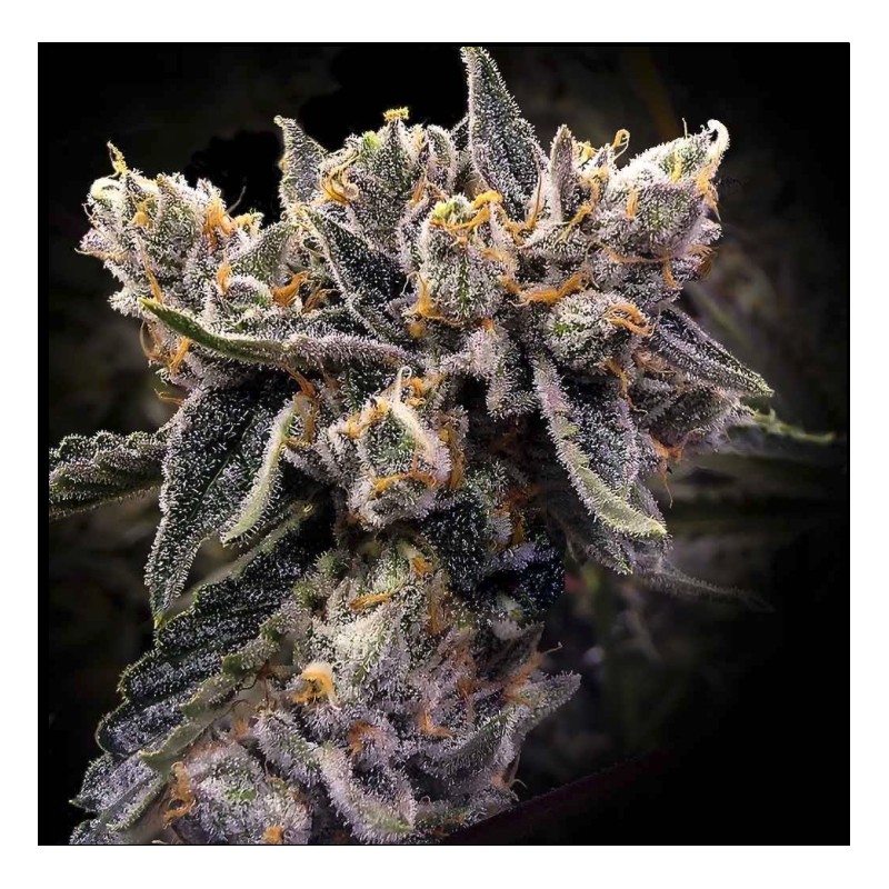 BRUISED BANANA  · DNA Genetics · cannabis seeds · Fem