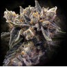 BRUISED BANANA · DNA Genetics · sementes de maconha · Fem