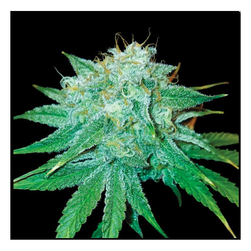 THE STINKING ROSE · DNA Genetics · semi di canapa indiana · Fem