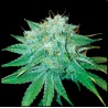 THE STINKING ROSE · DNA Genetics · cannabis seeds · Fem