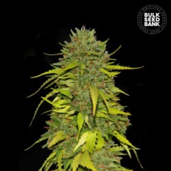 AK · Bulk Seed Bank · semi di canapa · Fem