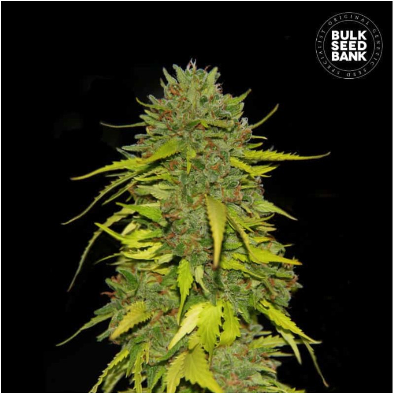 AK · Bulk Seed Bank · semi di canapa · Fem