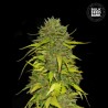AK · Bulk Seed Bank · sementes de maconha · Fem