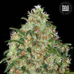 AMNESIA PLATINUM · Bulk Seed Bank · cannabis seeds · Fem
