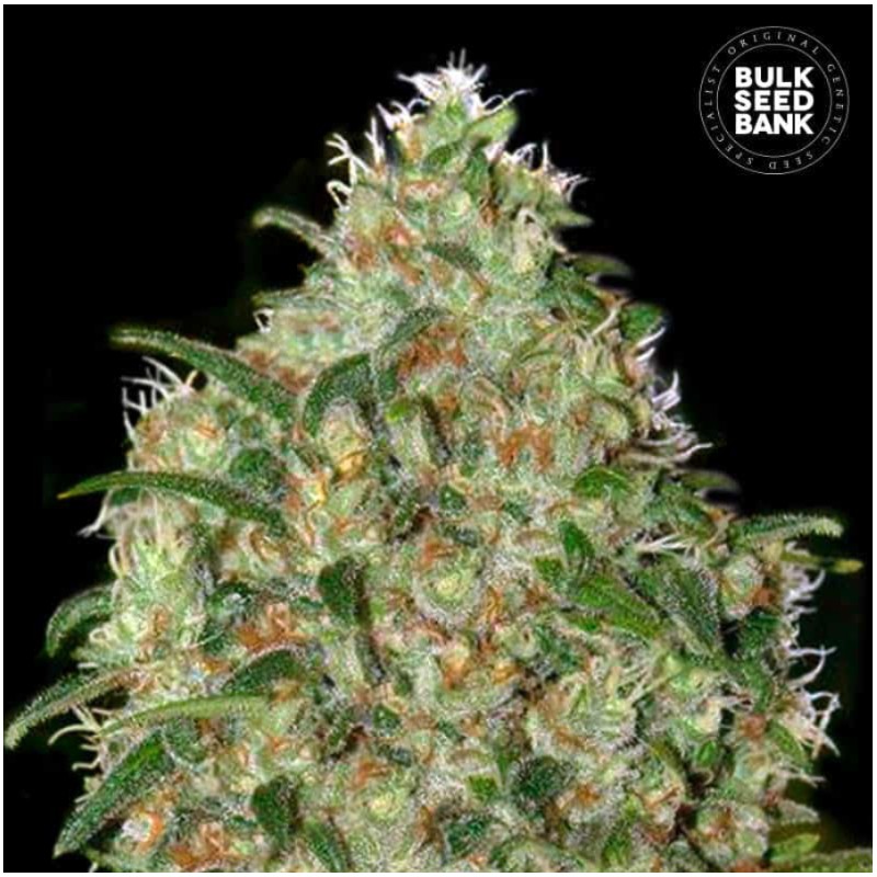 AMNESIA PLATINUM · Bulk Seed Bank · cannabis samen · Fem