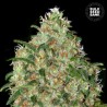 AMNESIA PLATINUM · Bulk Seed Bank · semi di canapa · Fem