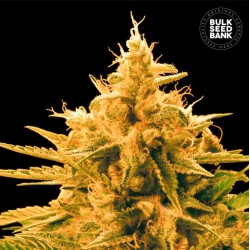 ANANAS FUNK · Bulk Seed Bank · kenevir tohum· Fem