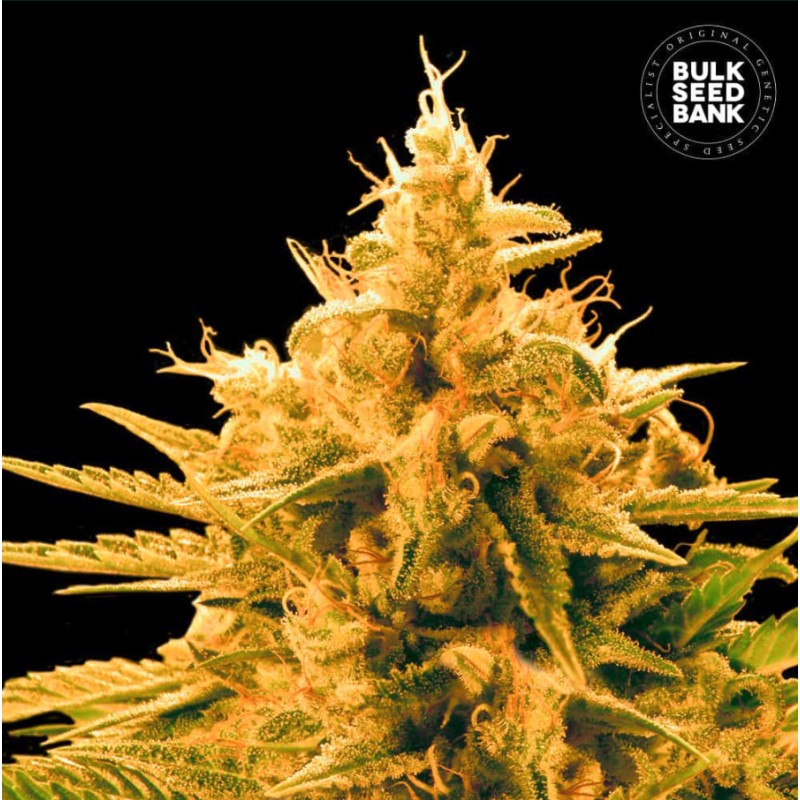 ANANAS FUNK · Bulk Seed Bank · semi di canapa · Fem