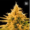 ANANAS FUNK · Bulk Seed Bank · sementes de maconha · Fem