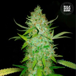 AUTO AK · Bulk Seed Bank · kenevir tohum · Auto Fem