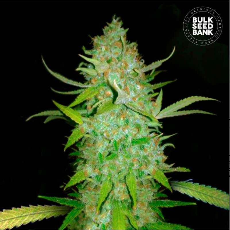 AUTO AK · Bulk Seed Bank · cannabis samen · Auto Fem