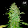 AUTO AK · Bulk Seed Bank · cannabis samen · Auto Fem