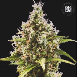 AUTO AMNESIA HAZE · Bulk Seed Bank · sementes de maconha · Auto Fem