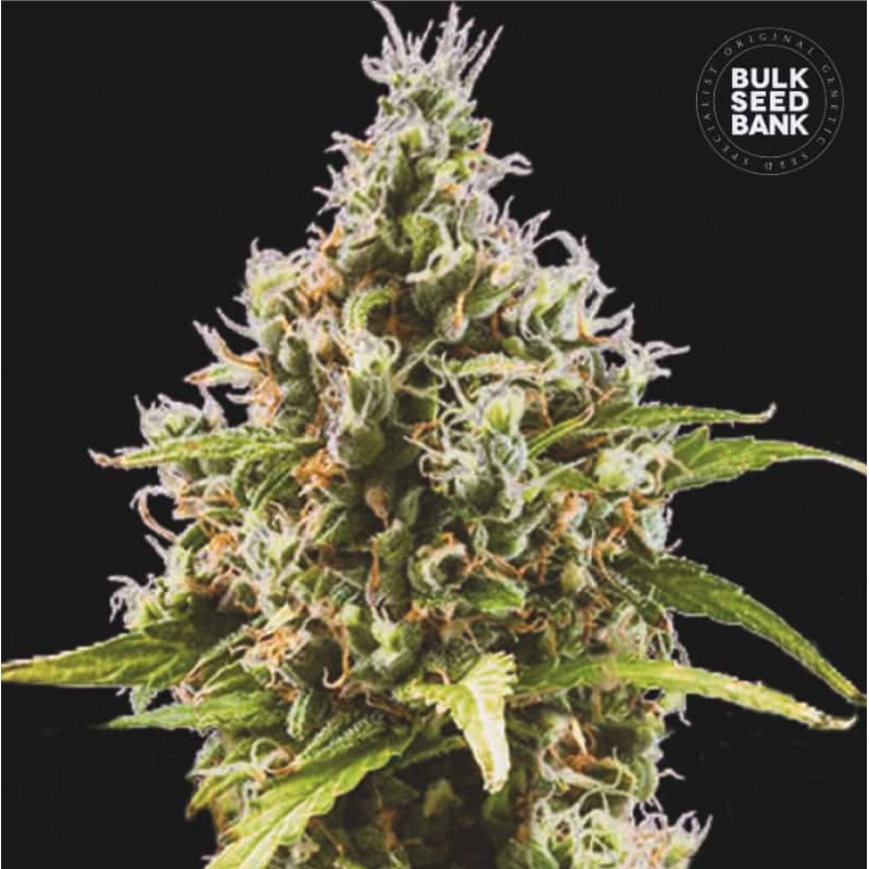 AUTO AMNESIA HAZE · Bulk Seed Bank · kenevir tohum · Auto Fem