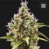 AUTO AMNESIA HAZE · Bulk Seed Bank · cannabis seeds · Auto Fem