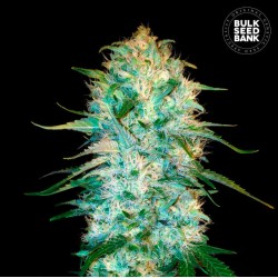 AUTO AMNESIA PLATINUM · Bulk Seed Bank · cannabis samen · Auto Fem