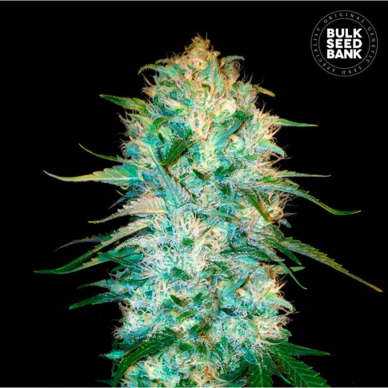 AUTO AMNESIA PLATINUM · Bulk Seed Bank · cannabis samen · Auto Fem