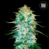 AUTO AMNESIA PLATINUM · Bulk Seed Bank · cannabis samen · Auto Fem