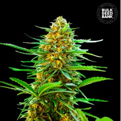 AUTO BANANA MONKEY · Bulk Seed Bank · cannabis seeds · Auto Fem