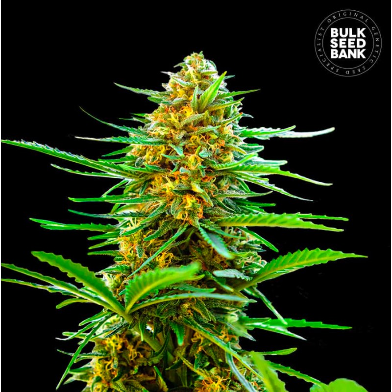 AUTO BANANA MONKEY · Bulk Seed Bank · semi di canapa · Auto Fem