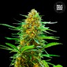 AUTO BANANA MONKEY · Bulk Seed Bank ·  cannabis samen · Auto Fem
