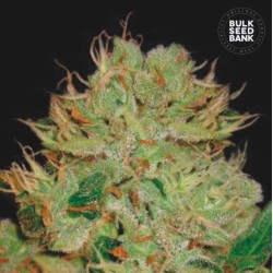 AUTO BIGGER BUD · Bulk Seed Bank · cannabis samen · Auto Fem