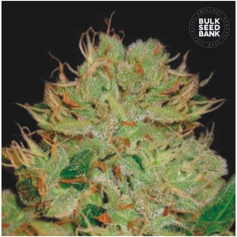 AUTO BIGGER BUD · Bulk Seed Bank · cannabis samen · Auto Fem
