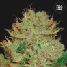AUTO BIGGER BUD · Bulk Seed Bank · cannabis samen · Auto Fem