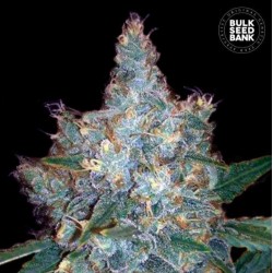 AUTO BLUEBERRY BERRY · Bulk Seed Bank · kenevir tohum · Auto Fem