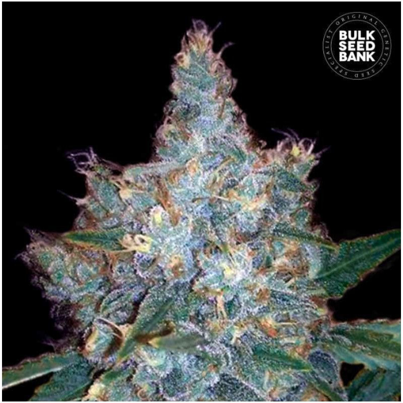 AUTO BLUEBERRY BERRY · Bulk Seed Bank · semi di canapa · Auto Fem