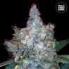 AUTO BLUEBERRY BERRY · Bulk Seed Bank · sementes de maconha · Auto Fem