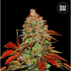 AUTO BUBBLEGUM EXTRA · Bulk Seed Bank · cannabis seeds · Auto Fem