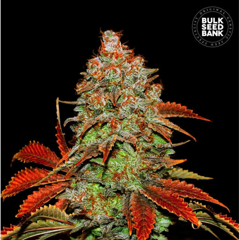 AUTO BUBBLEGUM EXTRA · Bulk Seed Bank · sementes de maconha · Auto Fem
