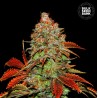 AUTO BUBBLEGUM EXTRA · Bulk Seed Bank · sementes de maconha · Auto Fem