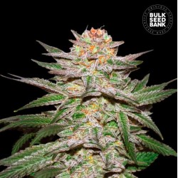 AUTO CARAMEL KING · Bulk Seed Bank · cannabis seeds · Auto Fem