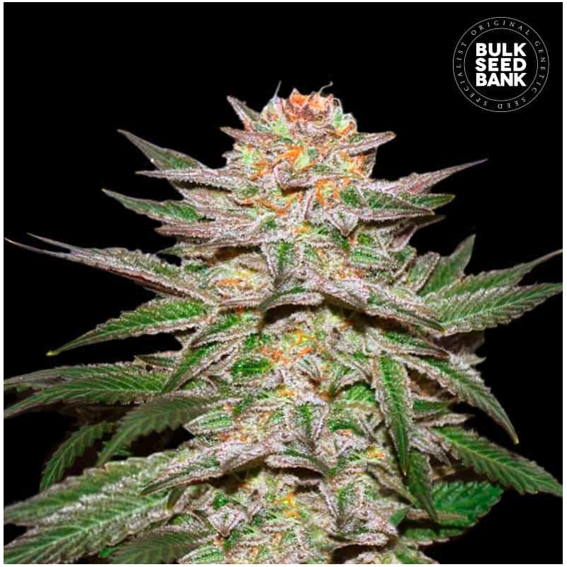 AUTO CARAMEL KING · Bulk Seed Bank · cannabis samen · Auto Fem