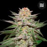 AUTO CARAMEL KING · Bulk Seed Bank · sementes de maconha · Auto Fem