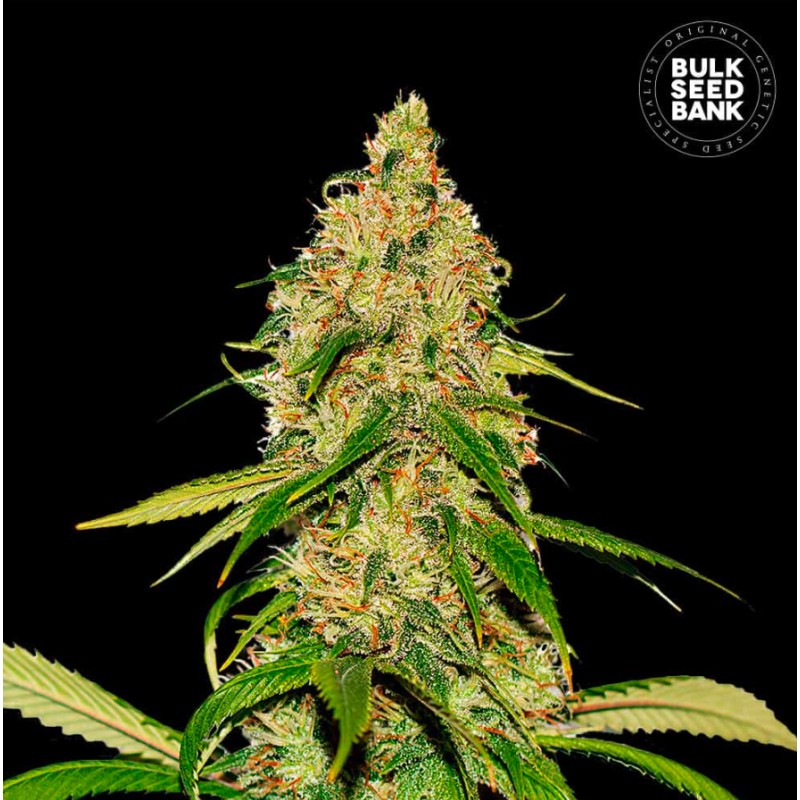 AUTO CBD WHITE WIDOW · Bulk Seed Bank · semi di canapa · Auto Fem