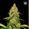 AUTO CBD WHITE WIDOW · Bulk Seed Bank · sementes de maconha · Auto Fem