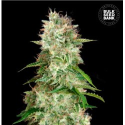 AUTO CHEESE · Bulk Seed Bank · cannabis seeds · Auto Fem