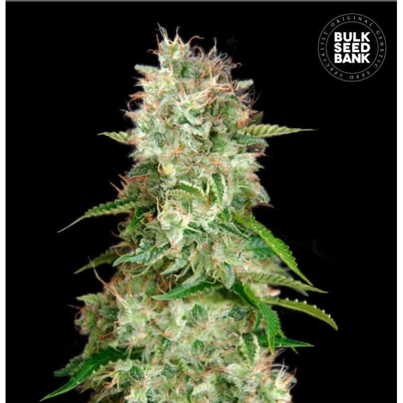 AUTO CHEESE · Bulk Seed Bank · cannabis seeds · Auto Fem