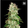 AUTO CHEESE · Bulk Seed Bank · semi di canapa · Auto Fem