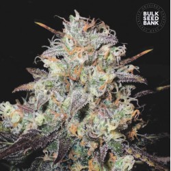 AUTO COCOPOPO · Bulk Seed Bank · semi di canapa · Auto Fem