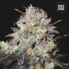 AUTO COCOPOPO · Bulk Seed Bank · semi di canapa · Auto Fem