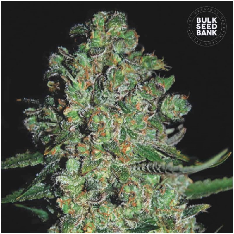 AUTO CHRONICAL · Bulk Seed Bank · sementes de maconha · Auto Fem
