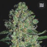 AUTO CHRONICAL · Bulk Seed Bank · cannabis seeds · Auto Fem