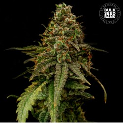 AUTO COFFE ROCKET · Bulk Seed Bank · semi di canapa · Auto Fem
